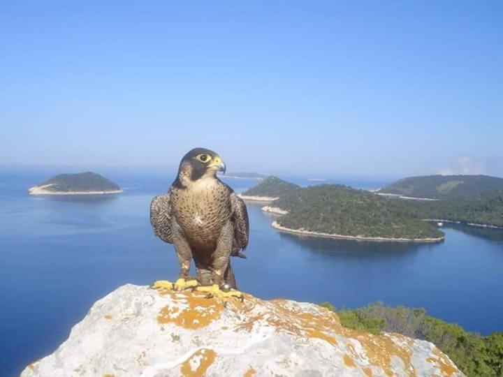 Dragovoda Bay Uble Exteriér fotografie